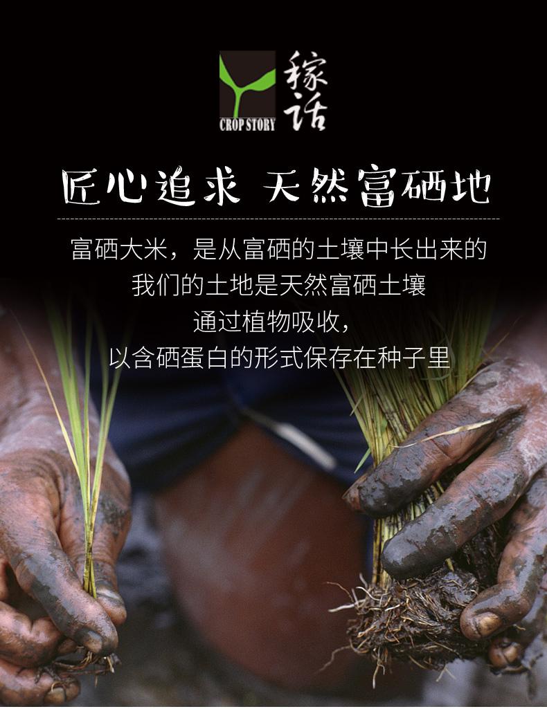 富硒稻谷