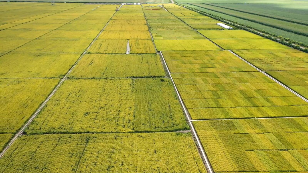 智能碾米機(jī)稻谷供應(yīng)種植基地
