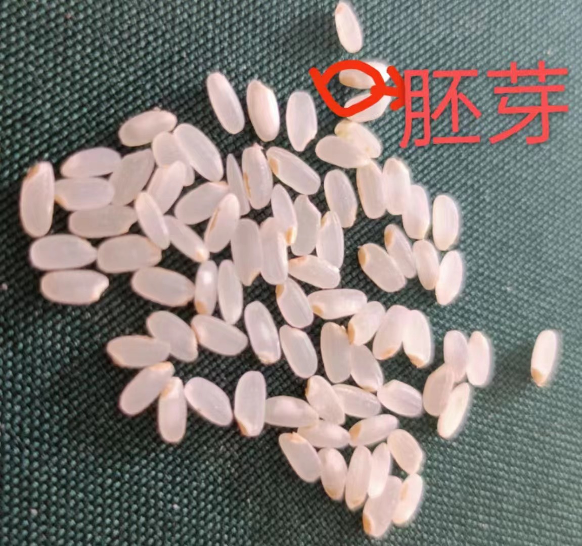 東吉良米倉(cāng)智能碾米機(jī)現(xiàn)碾胚芽米