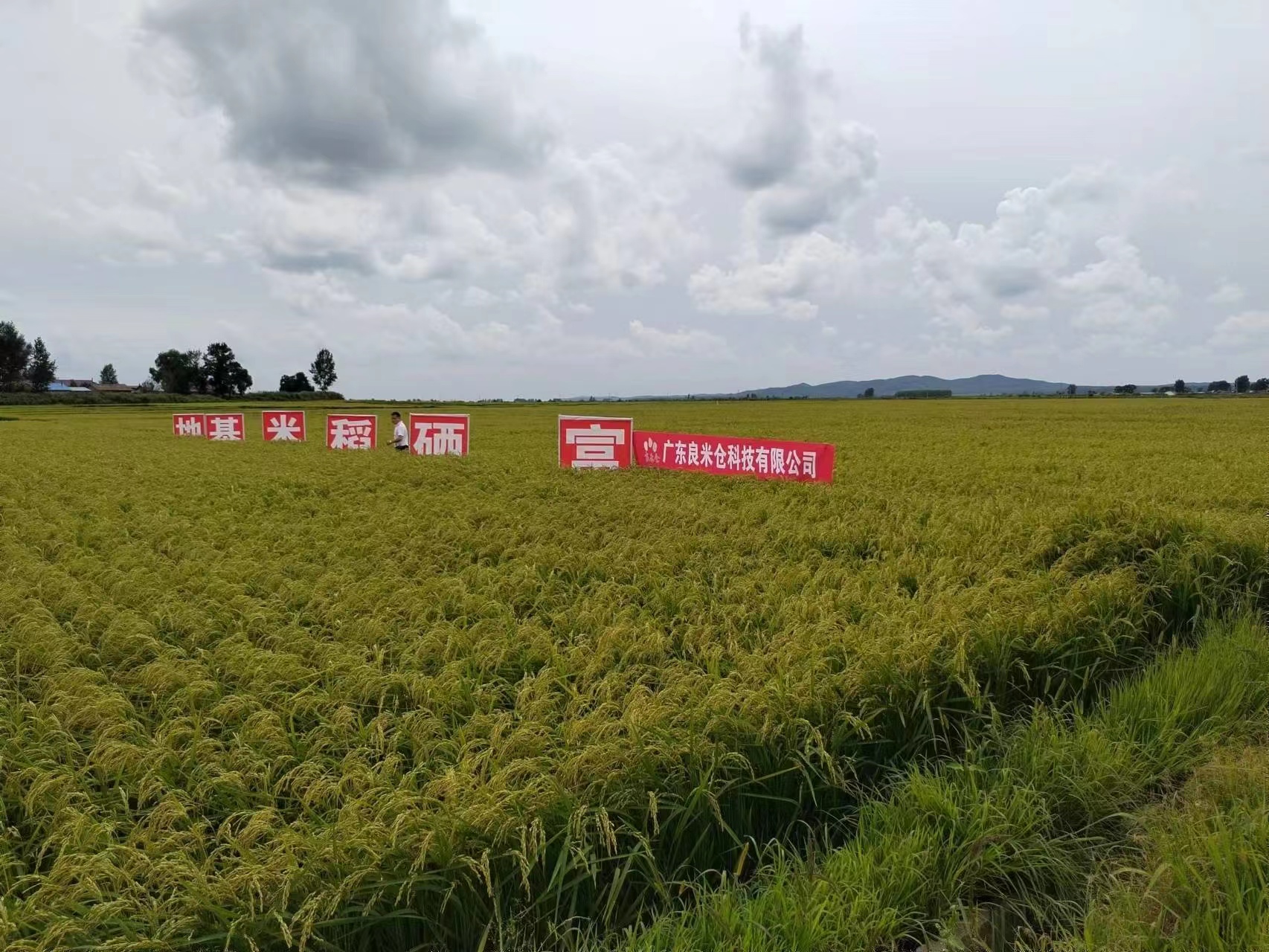 東吉良米倉智能碾米機(jī)谷源供應(yīng)基地